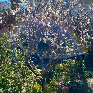 IMG_6532.jpeg