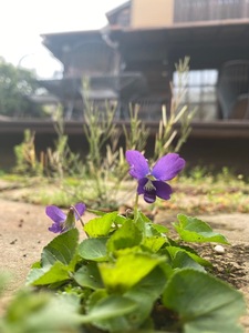 IMG_7125.jpeg