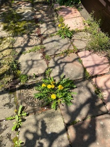 IMG_7152.jpeg