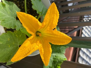IMG_7812.jpeg