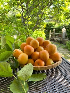IMG_7887.jpeg